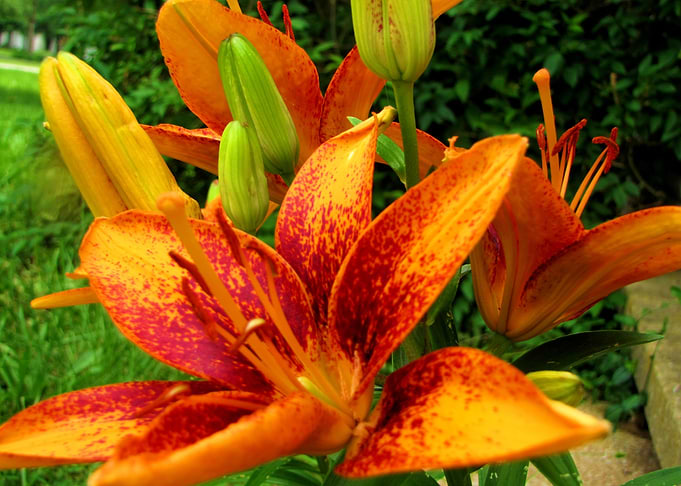 Flower Garden
