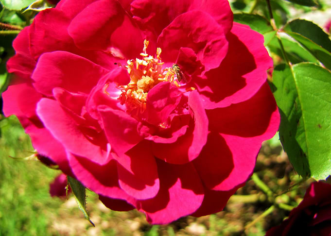 Flower Garden