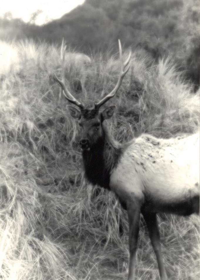 Buck
