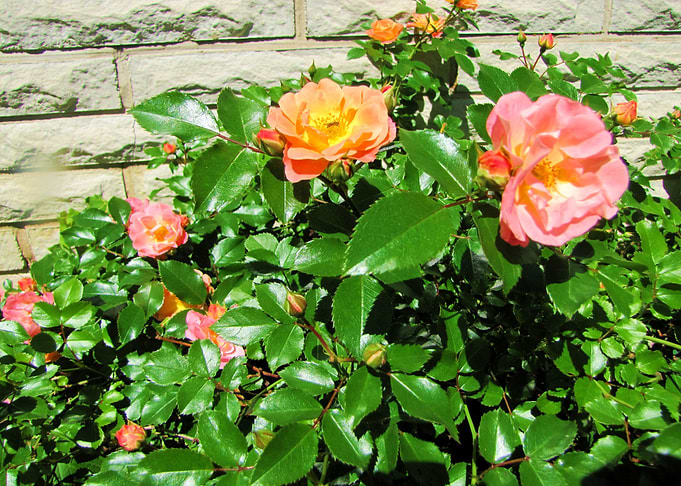 Flower Garden