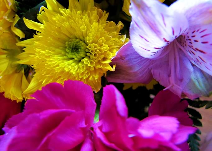 Flower Garden