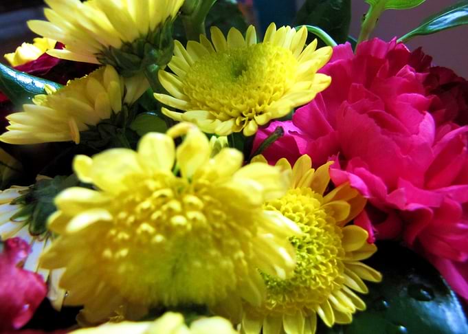 Flower Garden