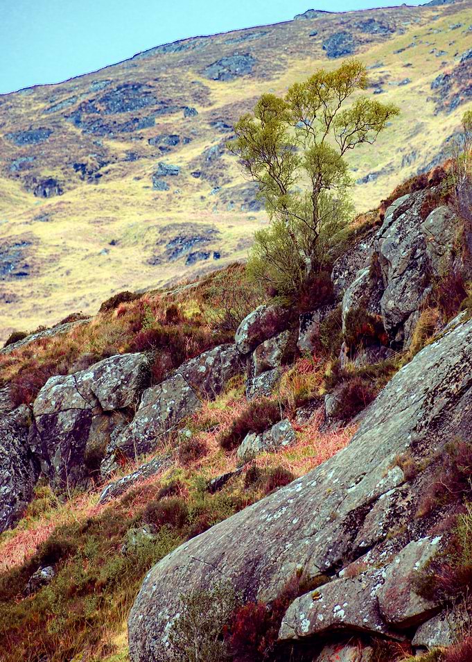Tree and Rock