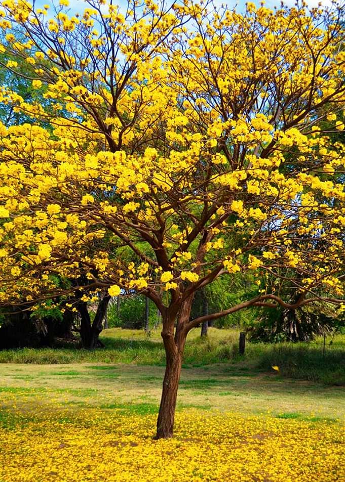 Spring Time
