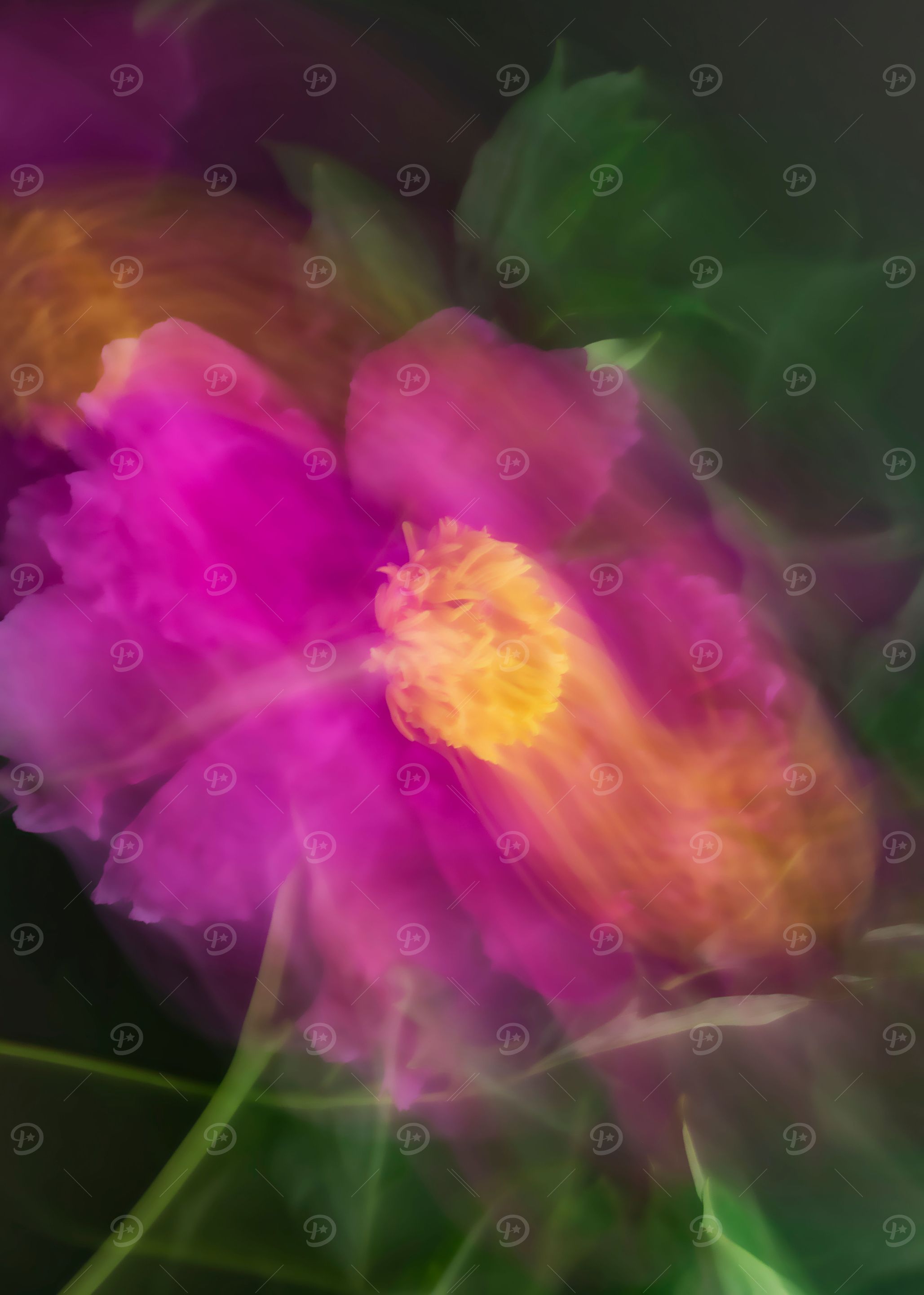 Pink peony
