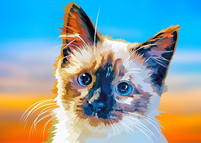 Adorable Blue Eyed Cat