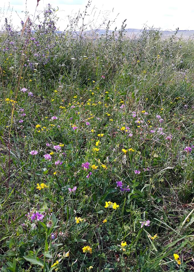 Field flowers in june