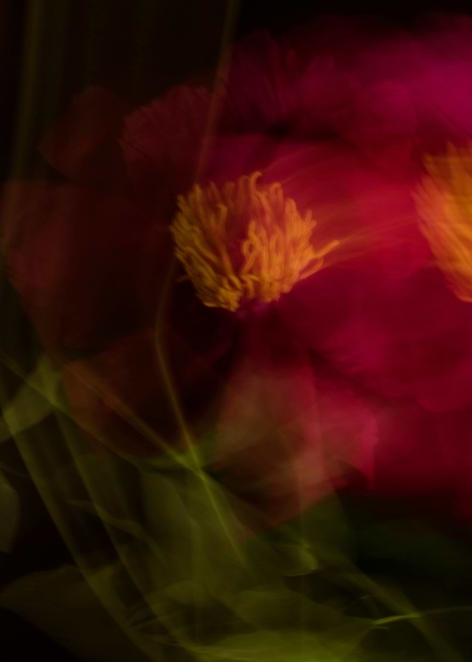Pink peony