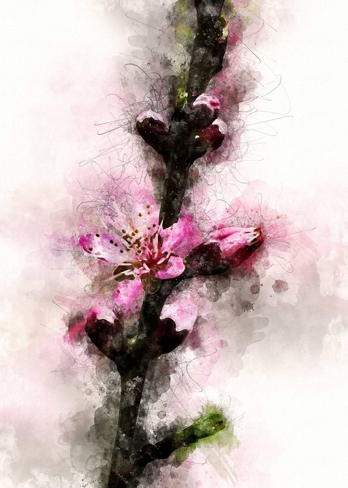 Blossoms