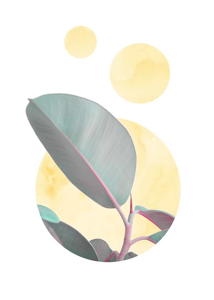 Circles ficus