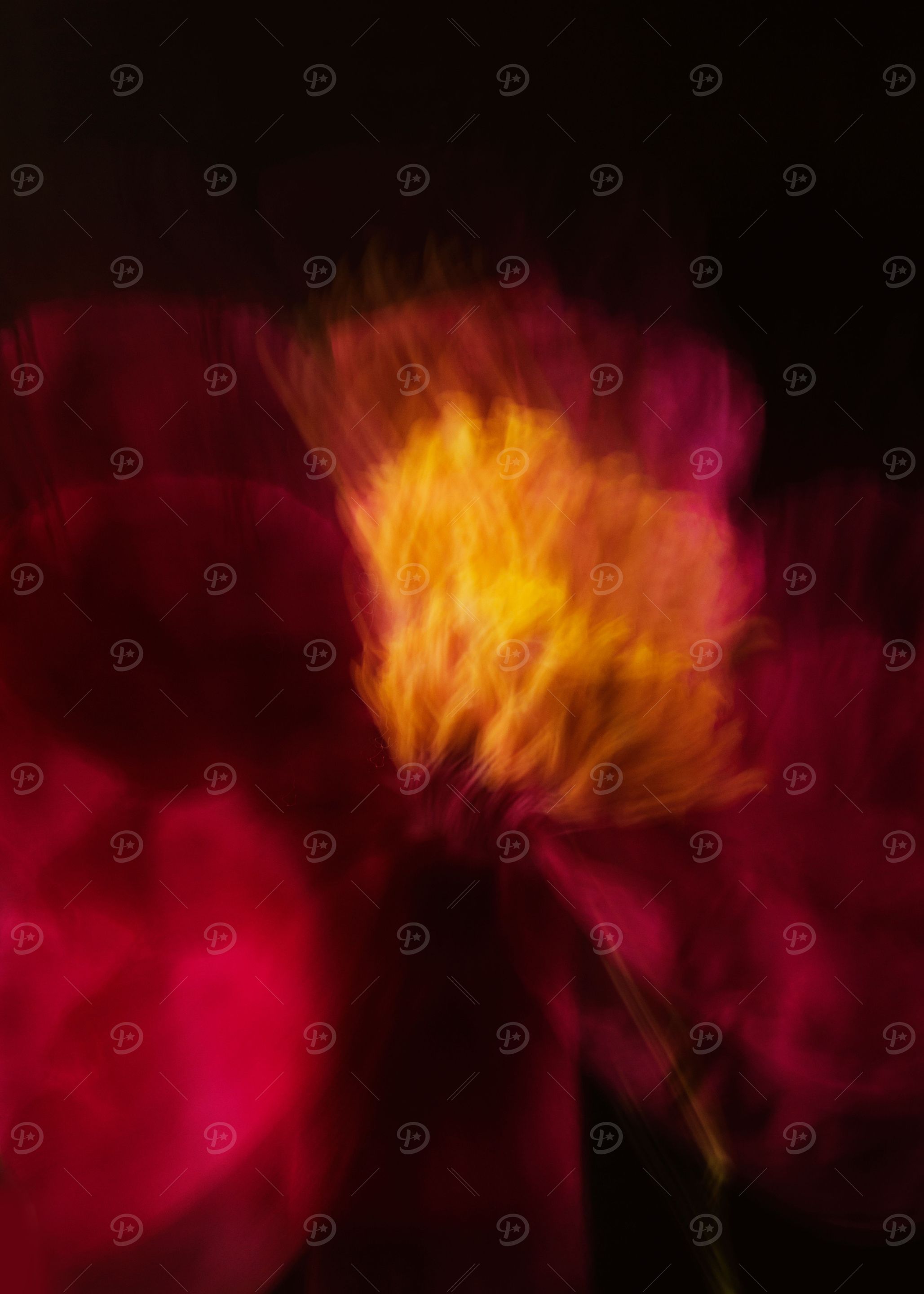 Pink peony