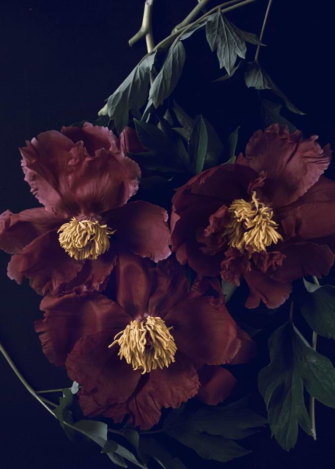 Pink peony