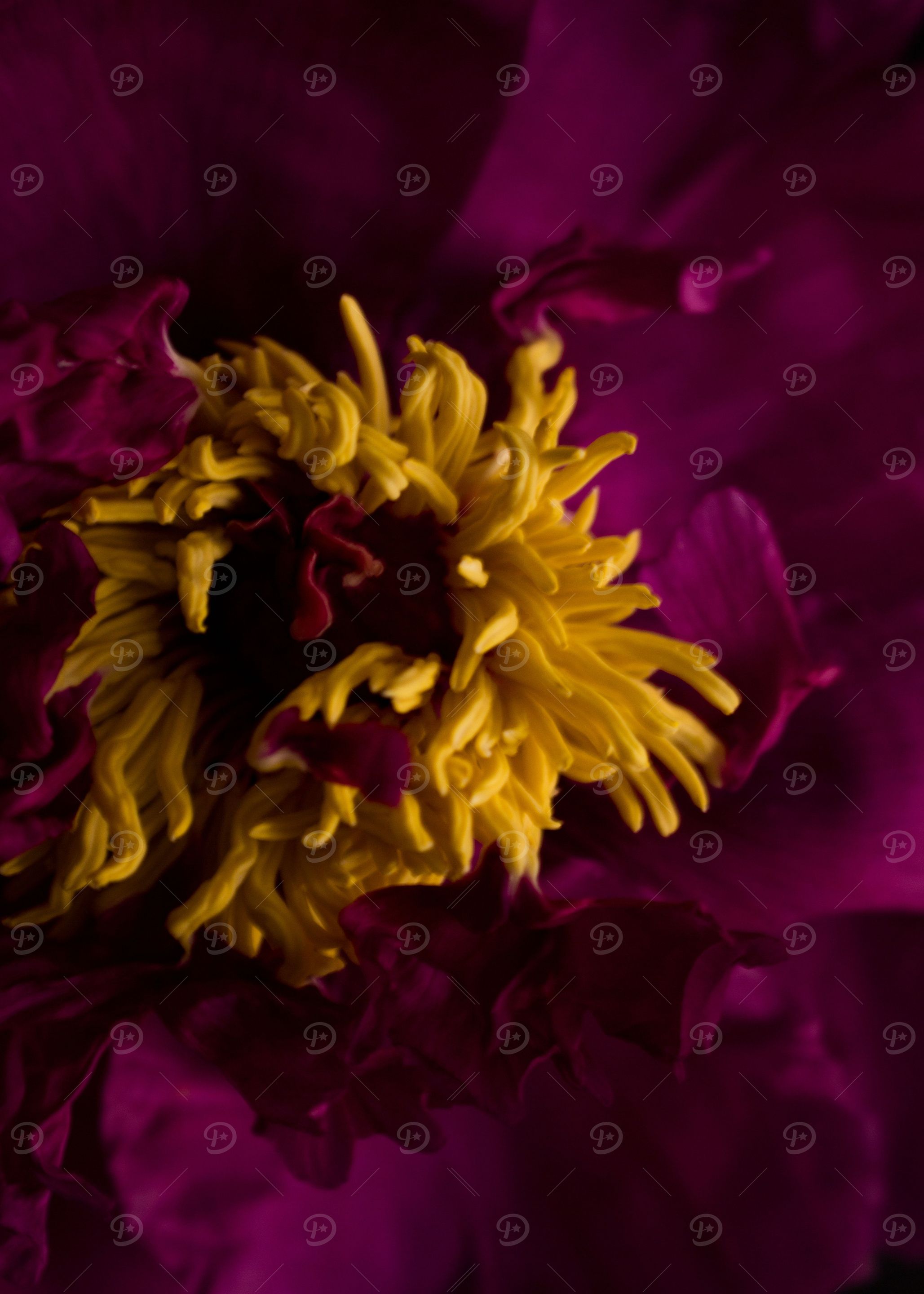 Pink peony