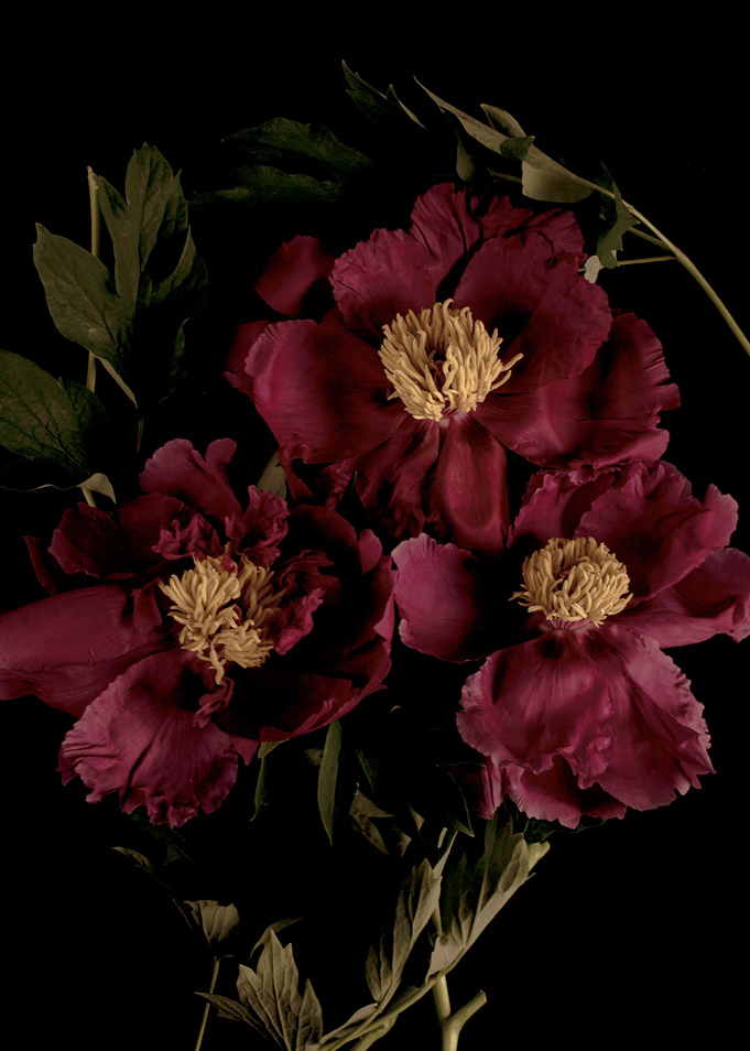 Pink peony