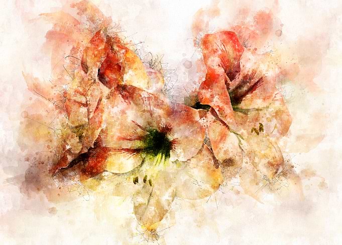 Peach Lily Flowers