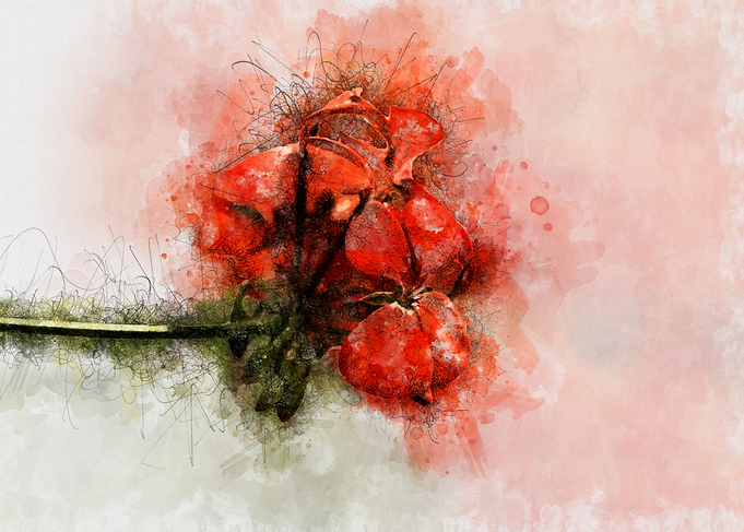 Hibiscus Flowers