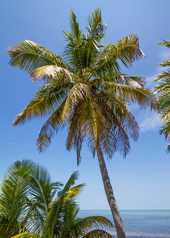 Palm Tree Ocean View