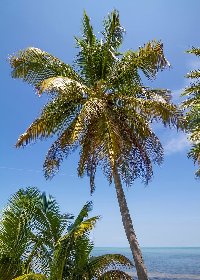 Palm Tree Ocean View