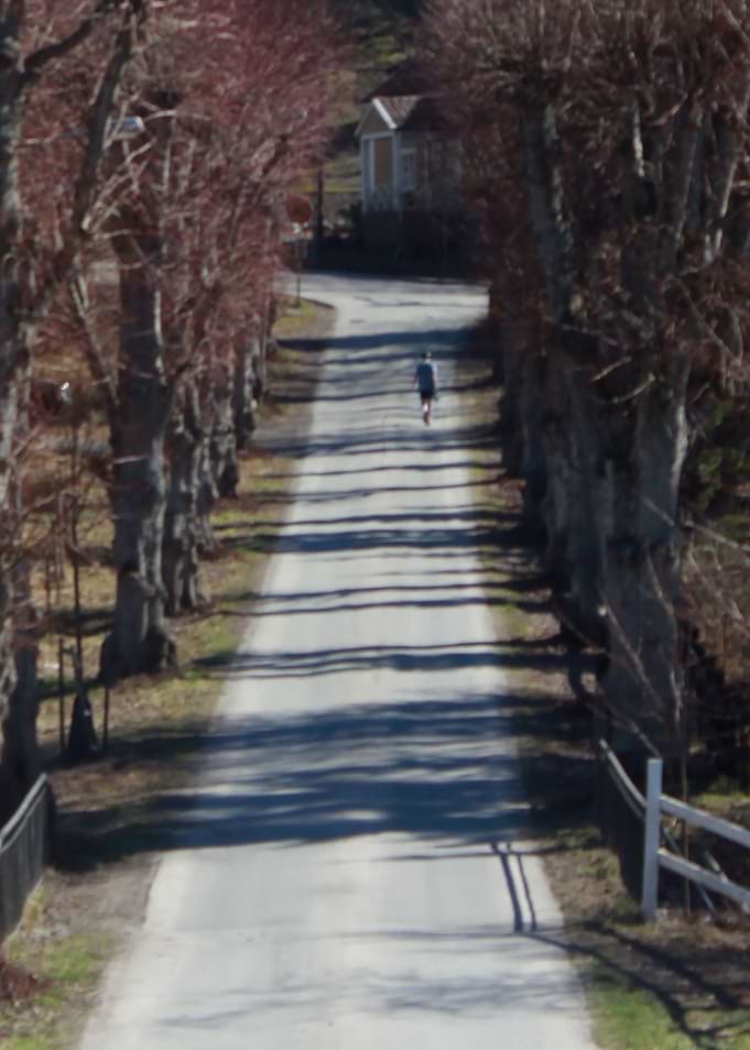Tree Road