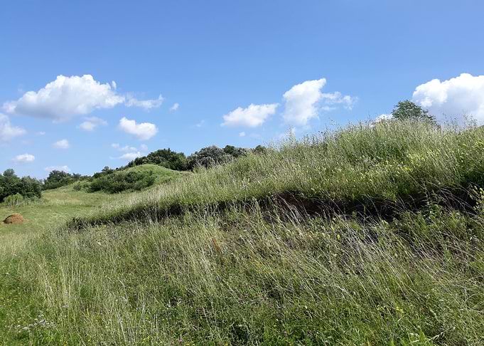 Summer landscape