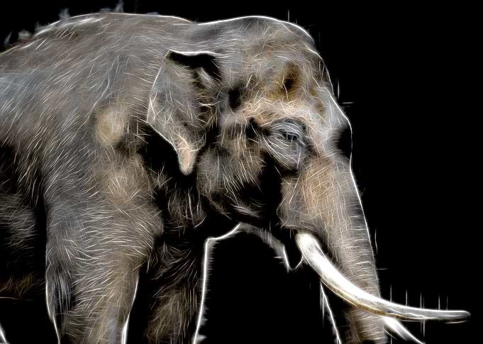 Gentle old giant