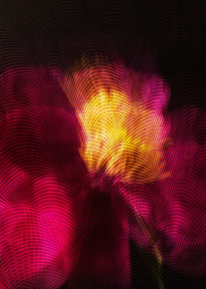 Pink peony