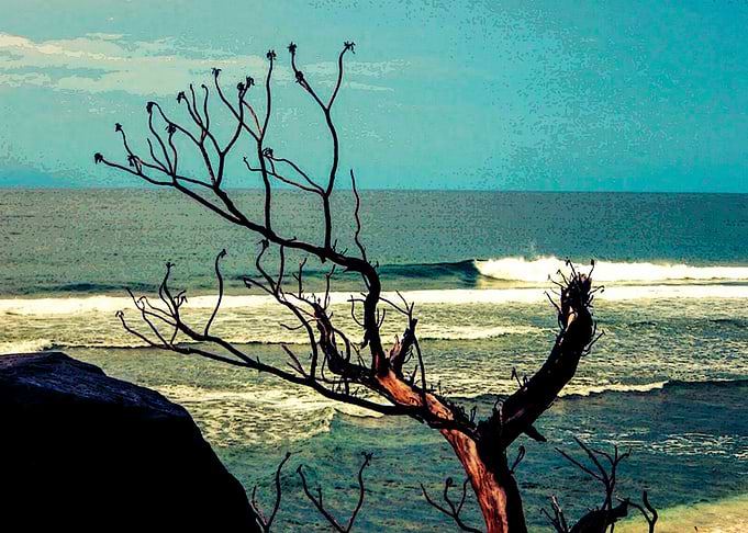 Sea and a Tree