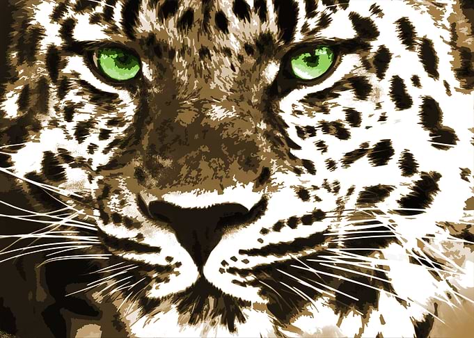 Amur Leopard