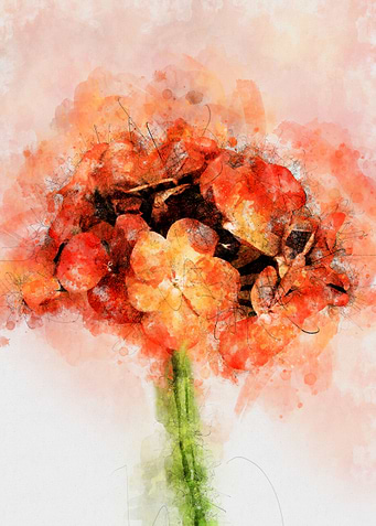 Hibiscus Flowers
