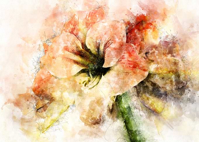 Peach Lily Flower