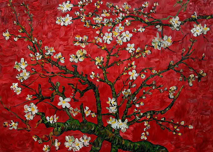 Daisy Red Flowers