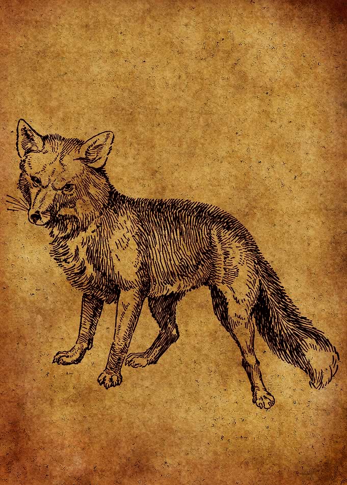 Fox vintage