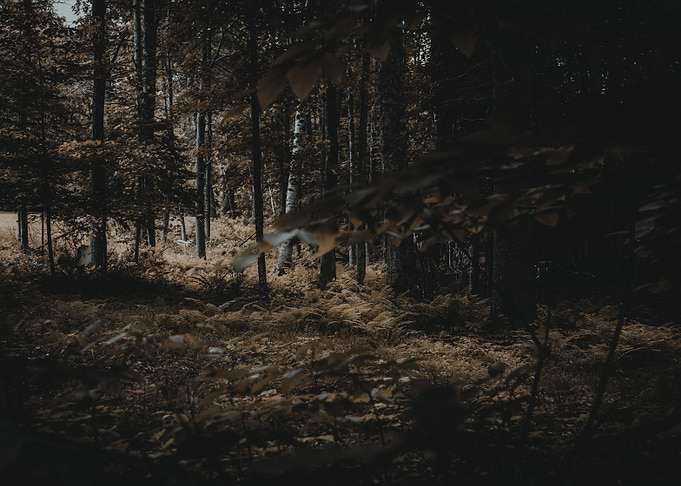 Mysterious Forest