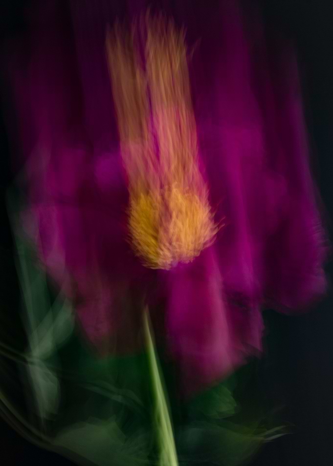 Pink peony