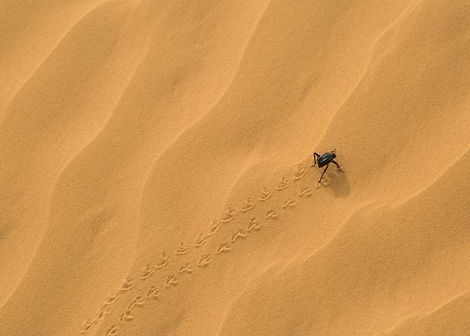 beetle on desert sand dune