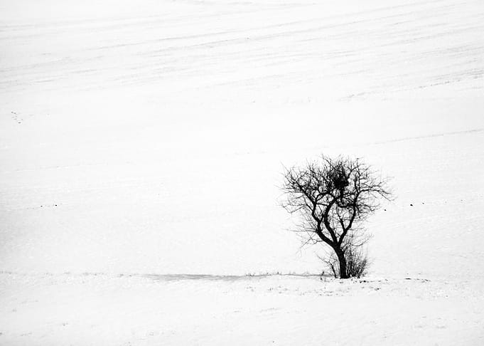 tree in snow