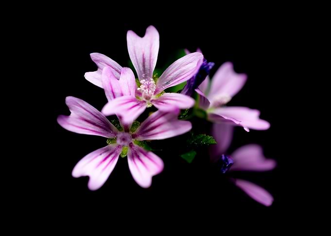 Purple secret