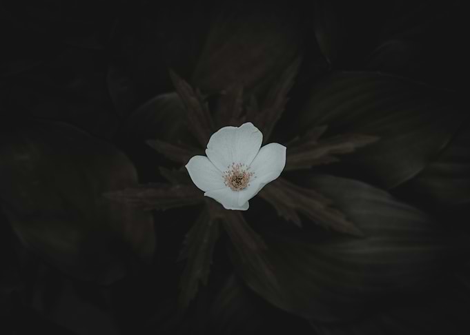 Sole Flower