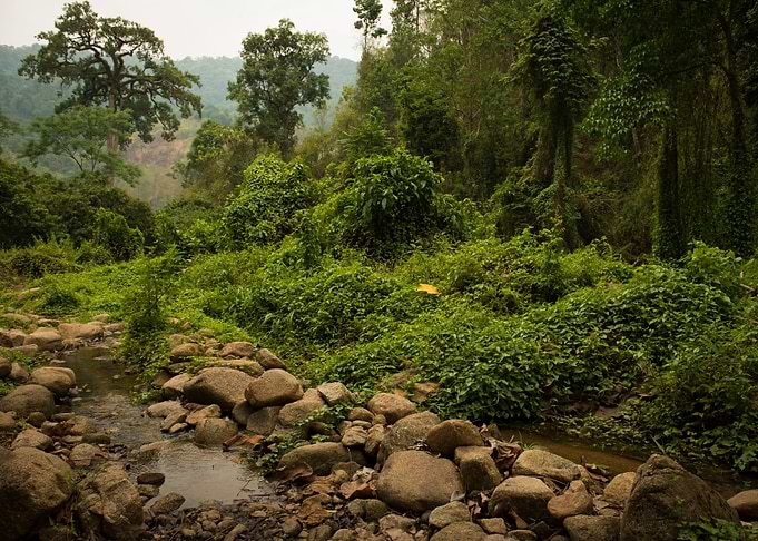 Lush Jungle in Thailand
