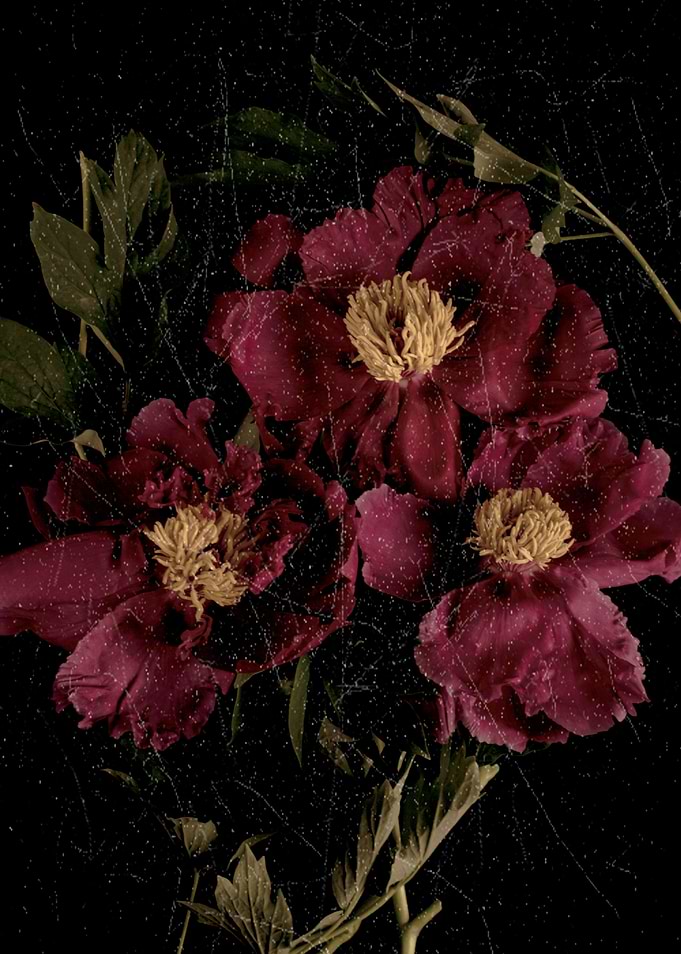 Pink peony