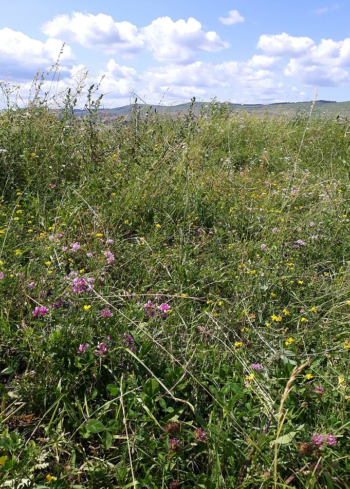 May flowers