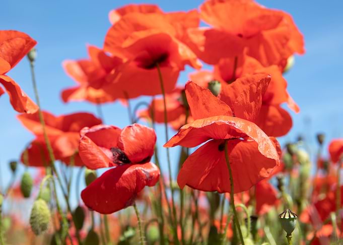 Poppies