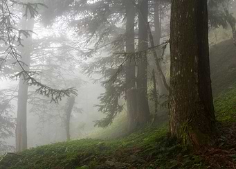 Foggy path