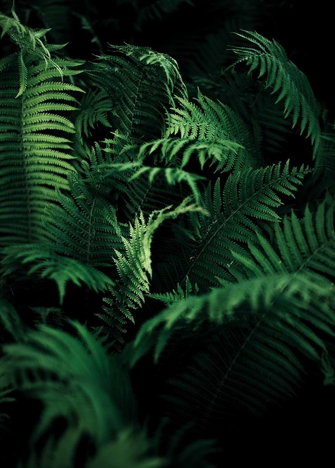 Fern
