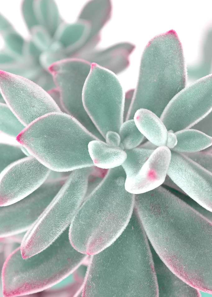 velvet flower