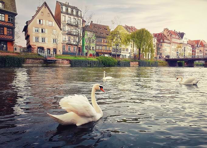Three magnificent swans