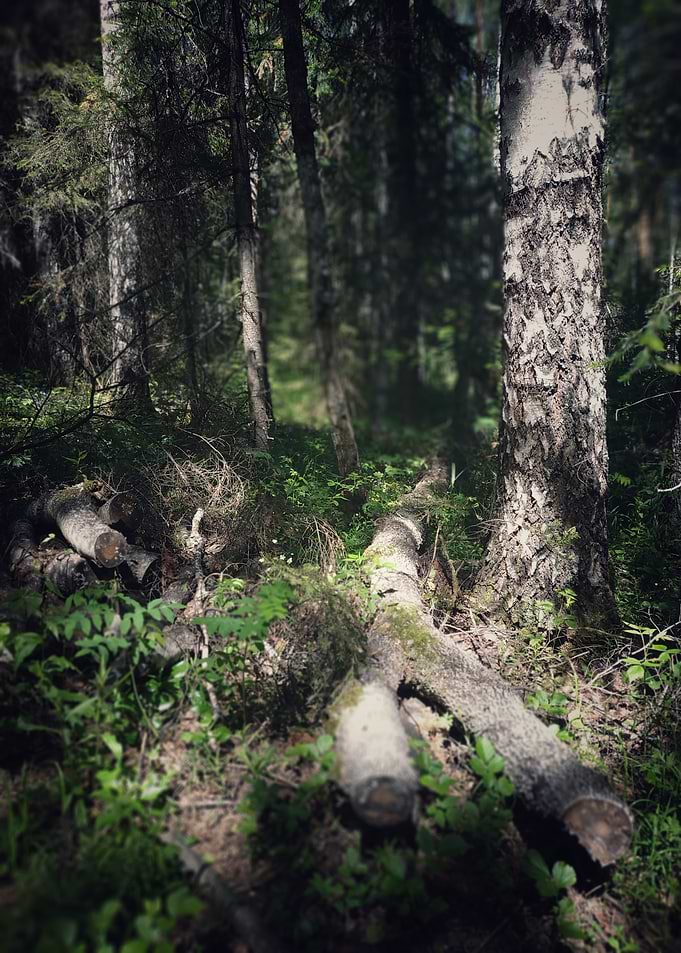 Dense forest