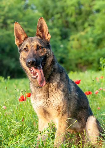 German Shepherd on grass
