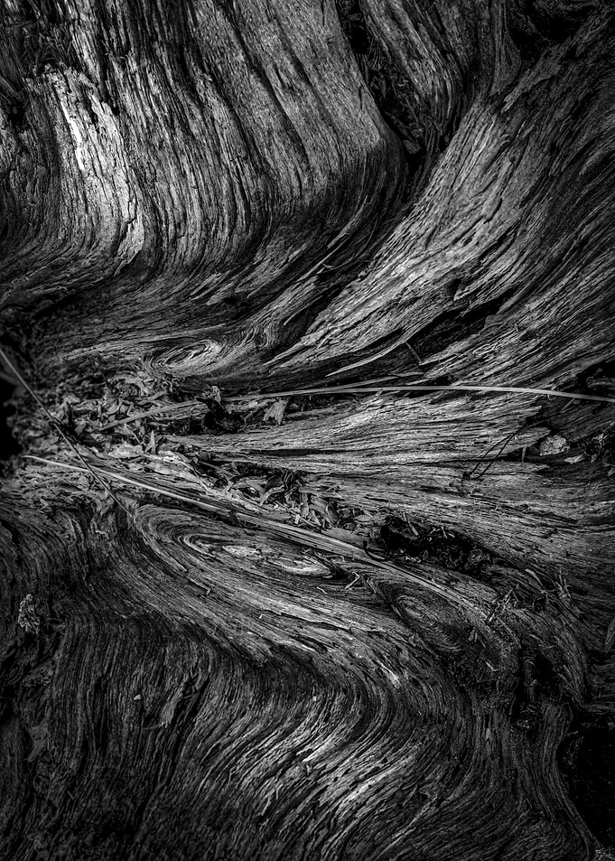 Tree Abstraction