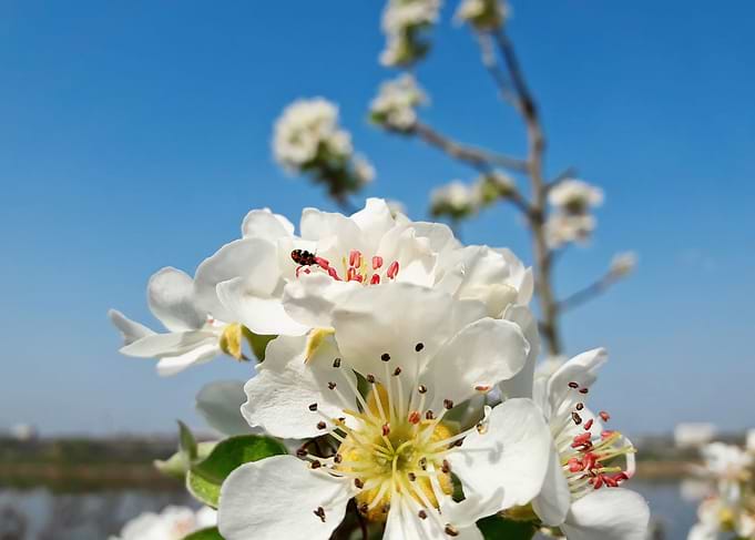 pear flowers